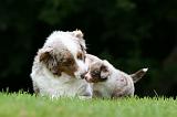 BERGER AUSTRALIEN - ADULT & PUPPY 099